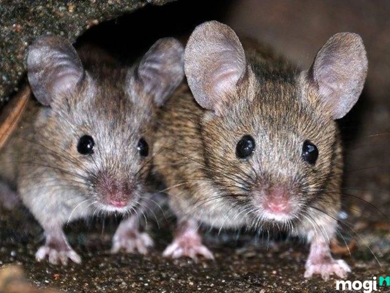 Mơ Thấy Chuột Là Điềm Báo Gì? Giải Mã Giấc Mơ Về Loài Chuột 16 giải đáp giấc mơ thấy chuột
