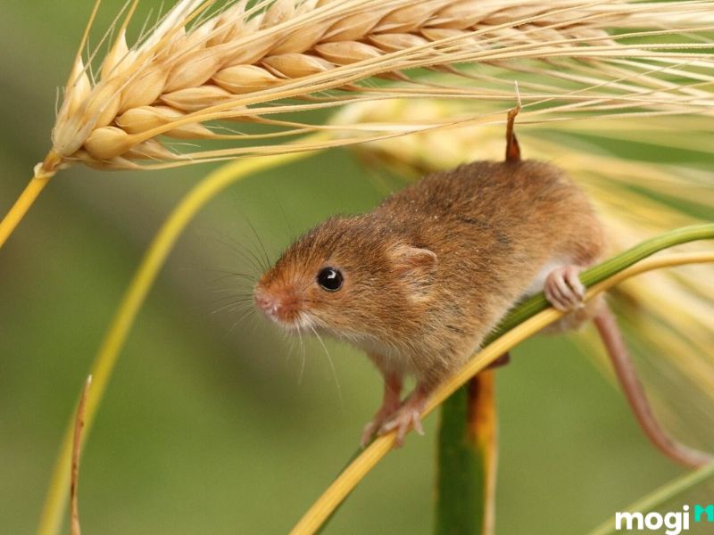 Mơ Thấy Chuột Là Điềm Báo Gì? Giải Mã Giấc Mơ Về Loài Chuột 7 giải đáp giấc mơ thấy chuột