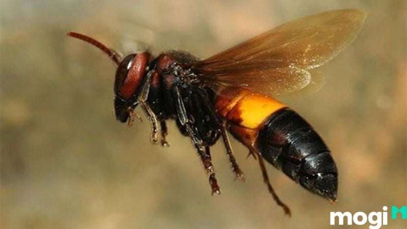 Bị ong đốt là điềm gì
