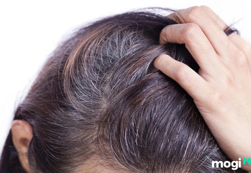 Nằm Mơ Thấy Cắt Tóc Là Điềm Gì? Lành Hay Dữ? Con Số May Mắn 5 Nằm mơ thấy cắt tóc bạc