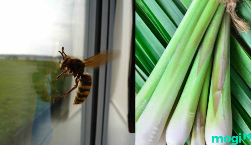 Sả là khắc tinh của mọi loại côn trùng