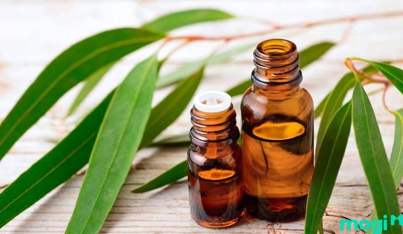 Tinh dầu bạch đàn giúp xua đuổi ong