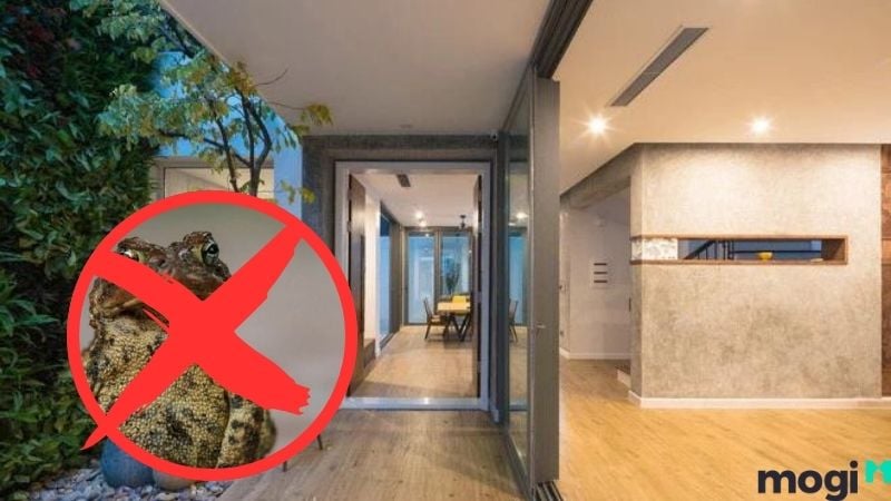 Cách đuổi cóc ra khỏi nhà