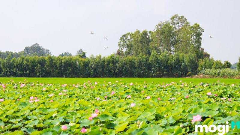 đồng sen Tháp Mười