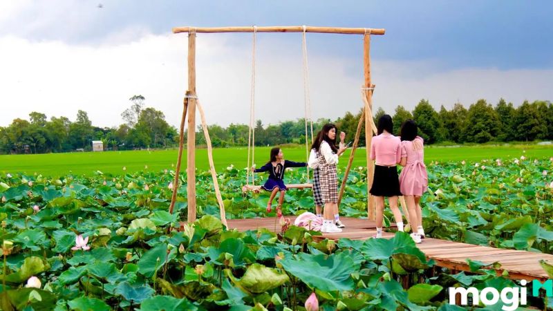 đồng sen Tháp Mười