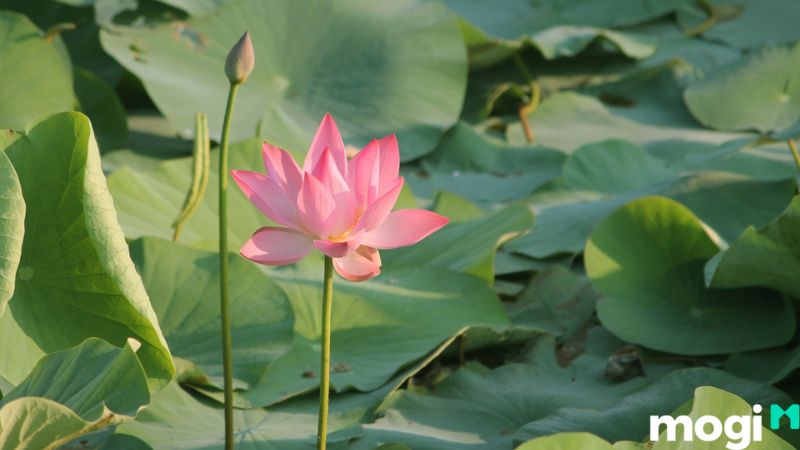 đồng sen Tháp Mười