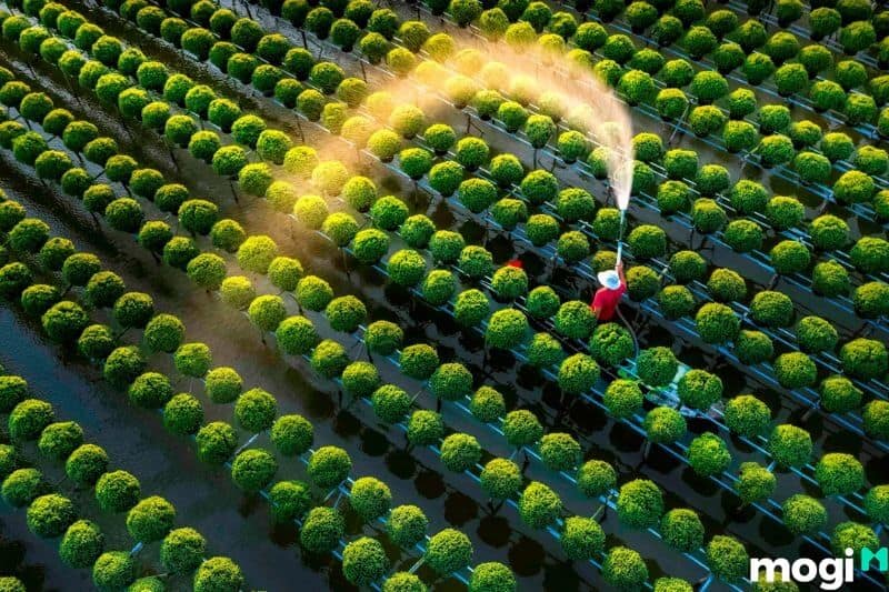 Làng hoa Sa Đéc Đồng Tháp nằm ở Phường Tân Quý Đông, Thành phố Sa Đéc,