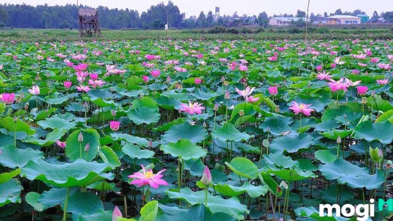 đồng sen tháp mười