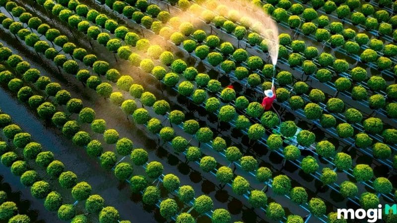 đồng sen tháp mười