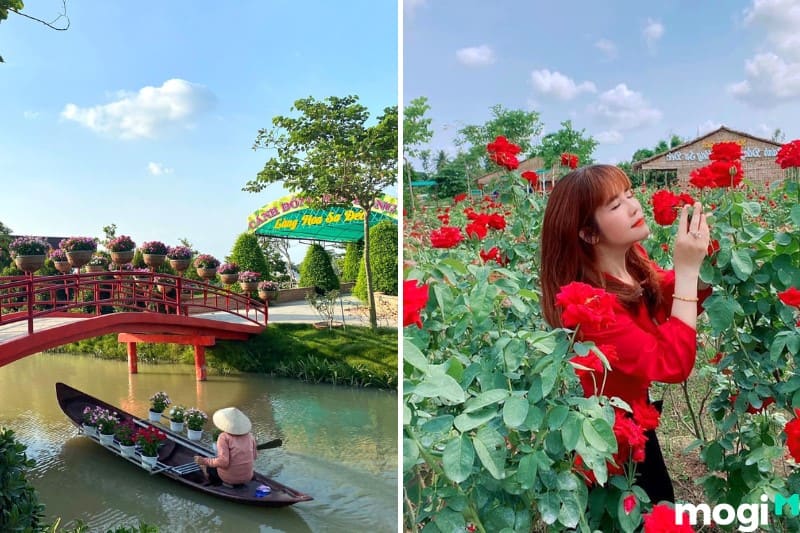 Khu du lịch Cánh Đồng Hoa là nơi có đến hơn 20 loại hoa hồng khác nhau.