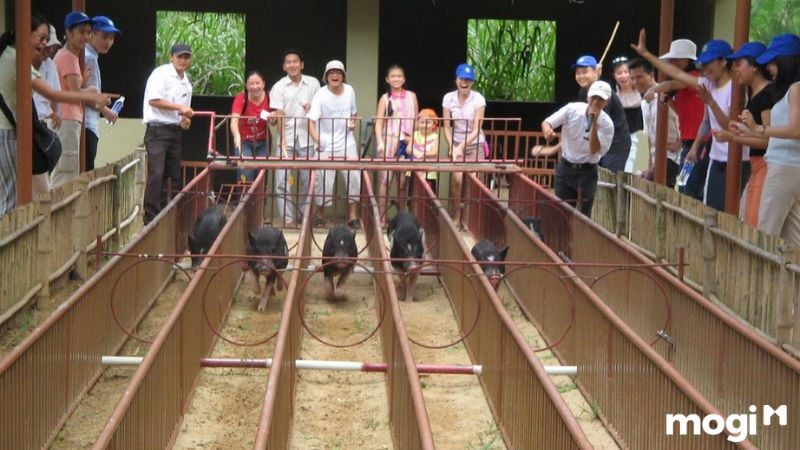 Làng Du Lịch Mỹ Khánh - Nét Đẹp Văn Hóa Sông Nước Miền Tây 13 làng du lịch mỹ khánh