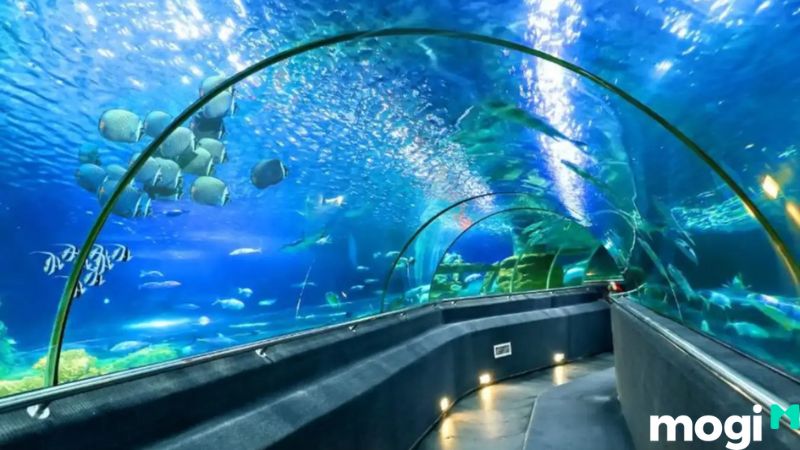 nha trang có gì chơi