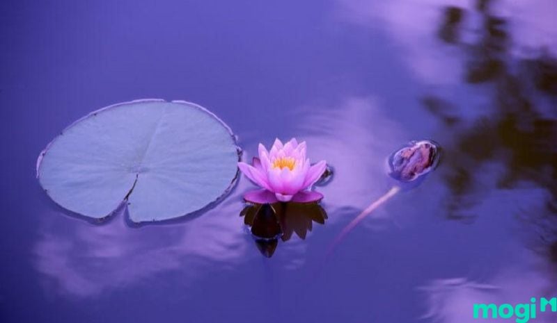 Giải thần tại cung Phúc Đức
