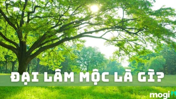 Đại lâm mộc là gì