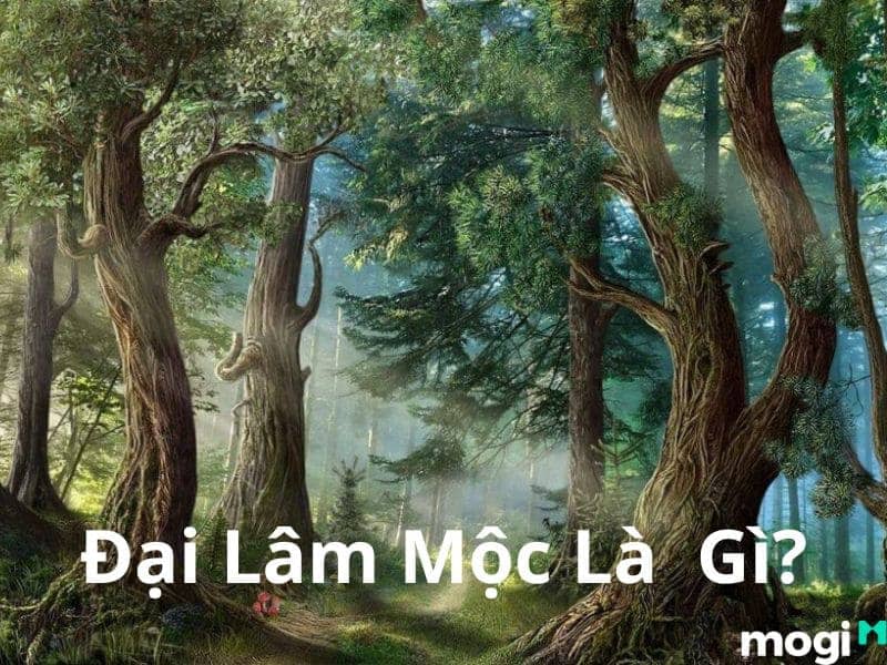 đại lâm mộc là gì