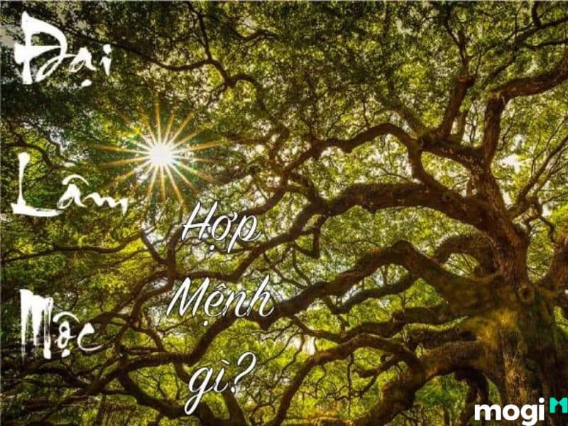 Đại Lâm Mộc hợp mệnh gì?