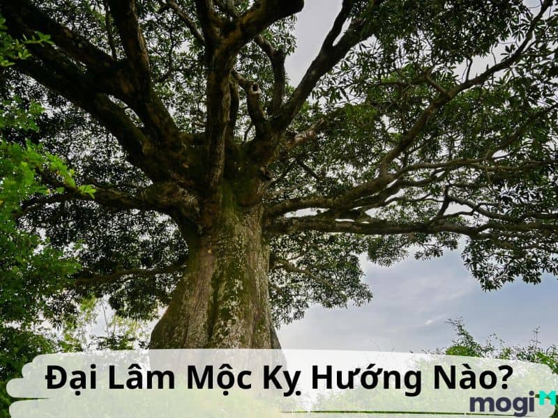 Đại Lâm Mộc kỵ hướng nào?