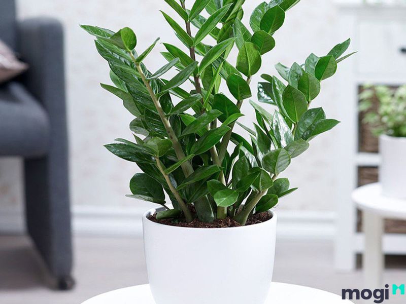 Vật phẩm Mb6688 đang hoakt động hợp người mệnh Đại Lâm Mộc
