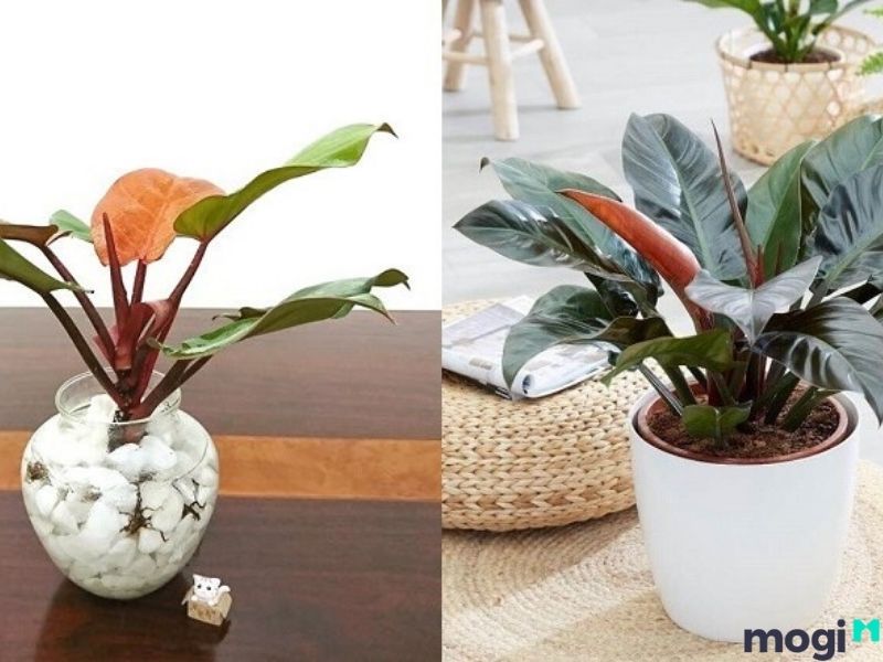Vật phẩm Mb6688 đang hoakt động hợp người mệnh Sơn Hạ Hỏa
