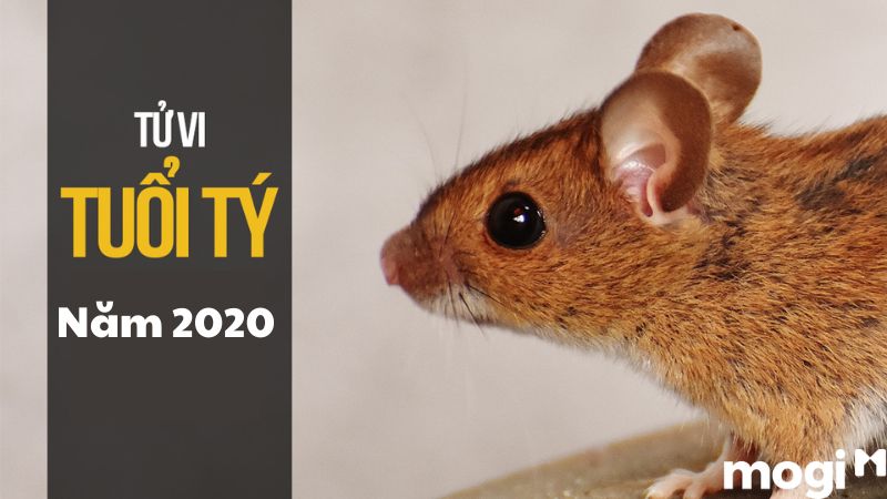 Sinh Năm 2020 Mệnh Gì? Tuổi Canh Tý Hợp Màu Gì, Khắc Màu Gì? 3 Sinh năm 2020 thuộc cung gì?