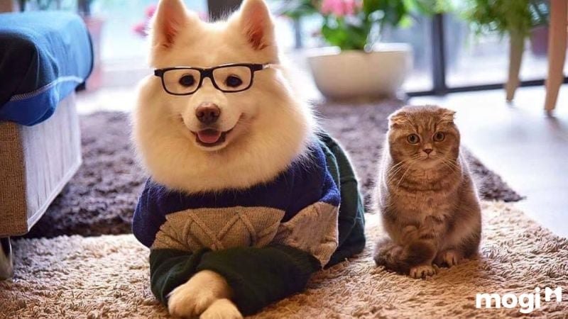 Có nên nuôi chó mèo ở phòng trọ hay không?