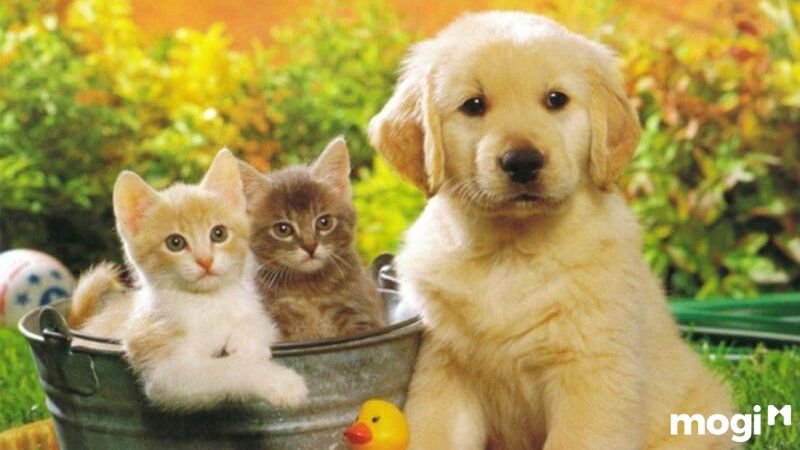 Có sự đồng ý của chủ trọ và người xung quanh