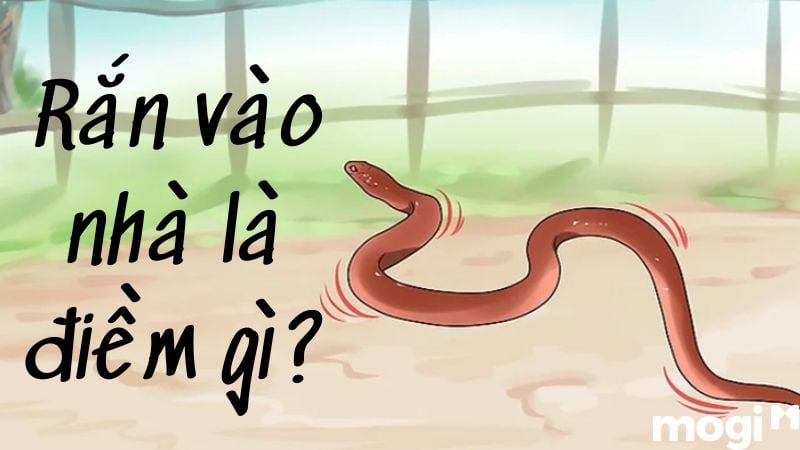 Điềm báo cần lưu ý khi gặp rắn vào nhà