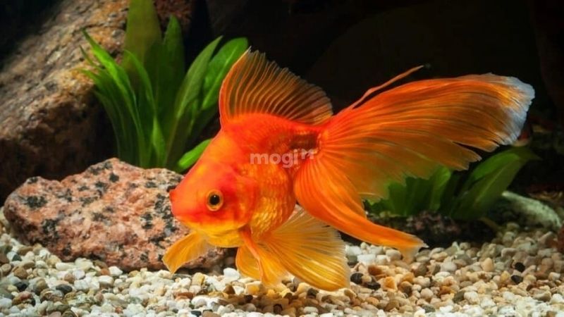 Người mệnh Hoả nuôi cá được không và tại sao? 3 Người mệnh Hoả nuôi cá được không? Mệnh Hỏa nên nuôi cá vàng