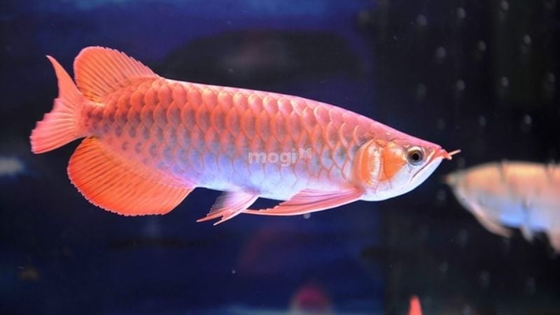 Người mệnh Hoả nuôi cá được không và tại sao? 4 Người mệnh Hoả nuôi cá được không? Mệnh Hỏa nên nuôi cá rồng