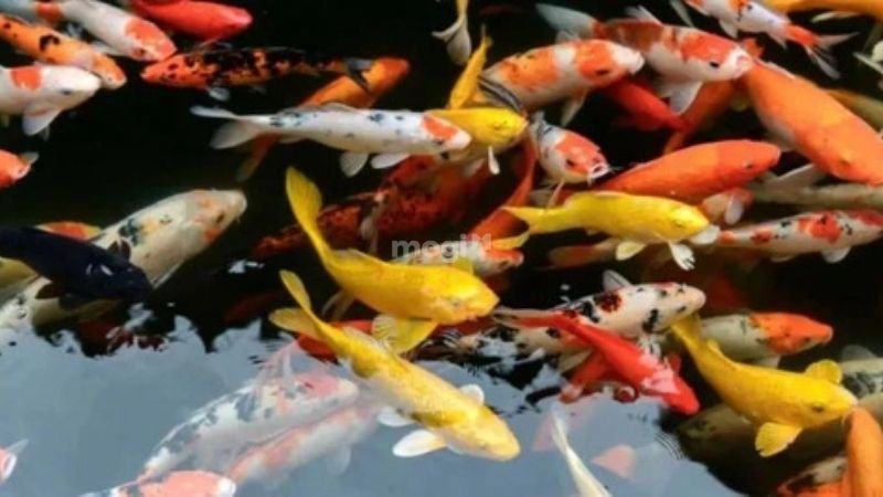 Người mệnh Hoả nuôi cá được không và tại sao? 5 Người mệnh Hoả nuôi cá được không? Mệnh Hỏa nên nuôi cá Koi