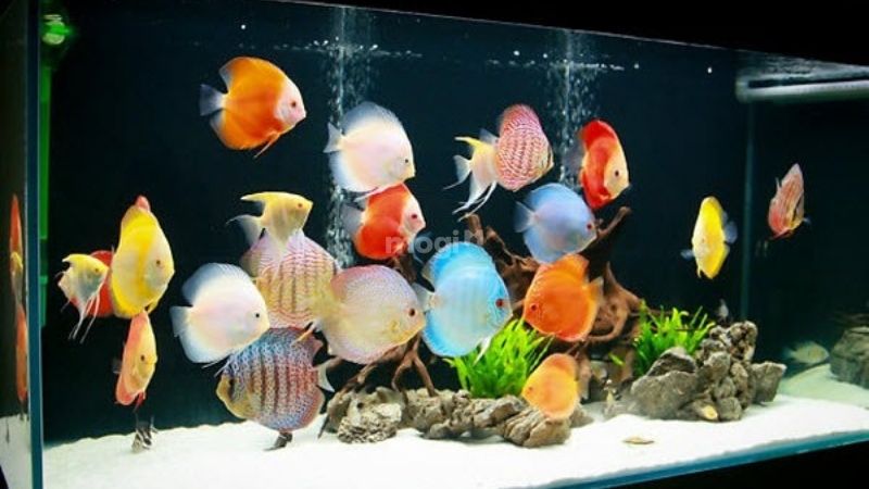 Người mệnh Hoả nuôi cá được không và tại sao? 6 Người mệnh Hoả nuôi cá được không? Mệnh Hỏa nên nuôi cá dĩa