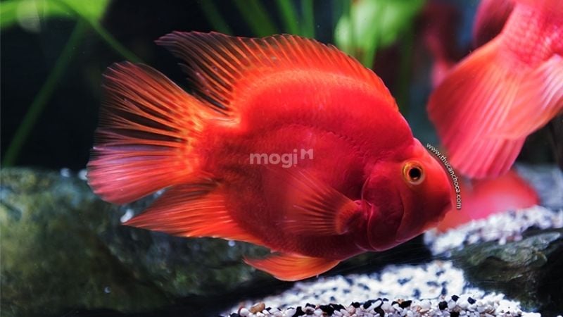 Người mệnh Hoả nuôi cá được không và tại sao? 7 Người mệnh Hoả nuôi cá được không? Mệnh Hỏa nên nuôi cá huyết anh vũ