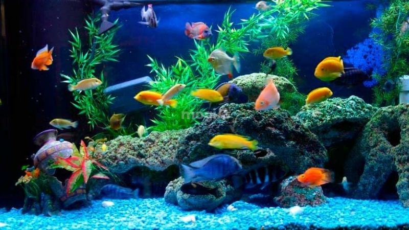 Người mệnh Hoả nuôi cá được không và tại sao? 8 Người mệnh Hoả nuôi cá được không, nên nuôi bao nhiêu con cá? Vì sao?