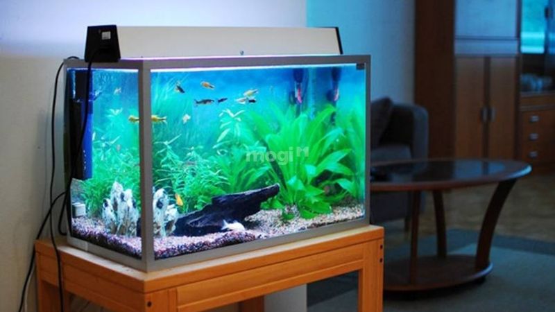 Người mệnh Hoả nuôi cá được không và tại sao? 9 Những lưu ý quan trọng cho người mệnh Hoả trước khi nuôi cá - Vị trí đặt bể cá