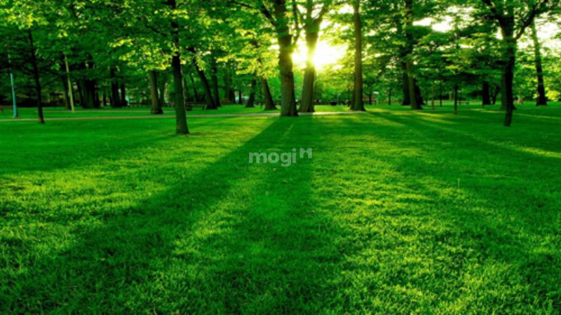 Đại Lâm Mộc là nguồn trợ sinh cho Lư Trung Hỏa