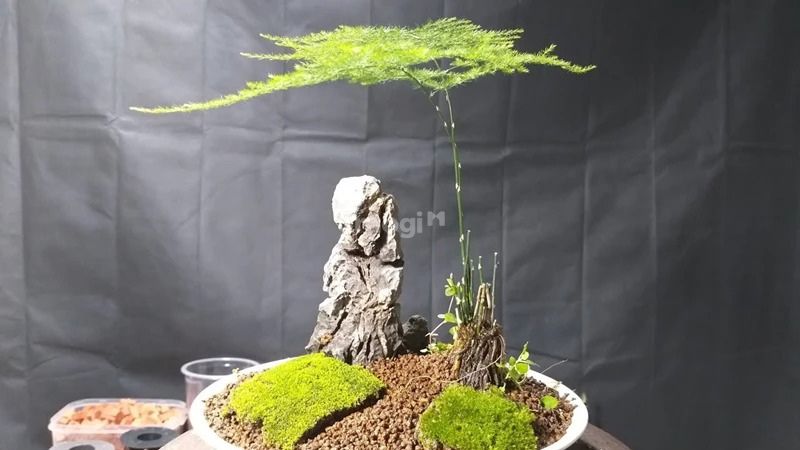 Cây Thủy Tùng