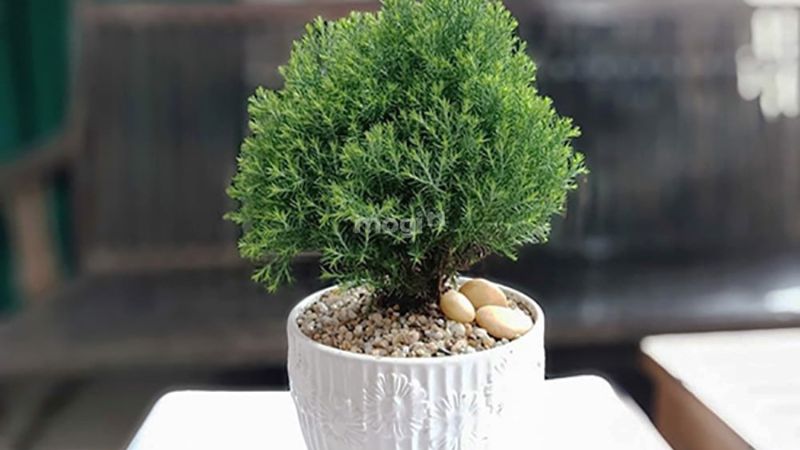 Cây Tùng Bồng Lai