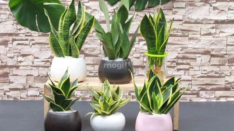người mệnh thủy hợp cây gì?
