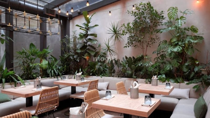Trang trí trần quán cafe kết hợp nhiều cây xanh xung quanh quán 