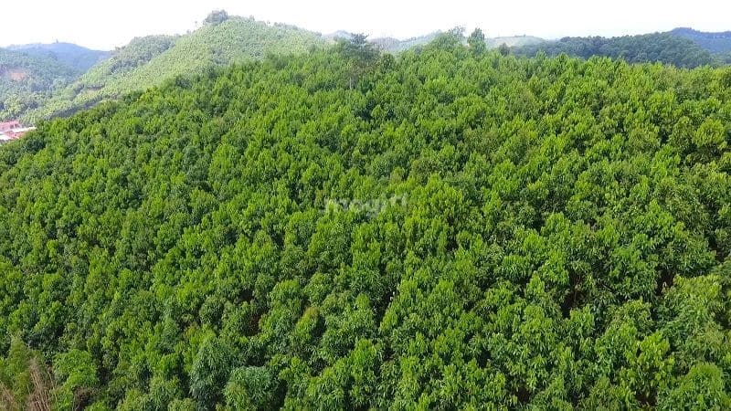 Mục đích khi mua đất rừng sản xuất