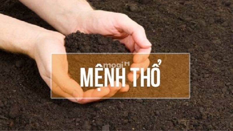 Tìm hiểu về người mệnh Thổ hợp cây gì? 