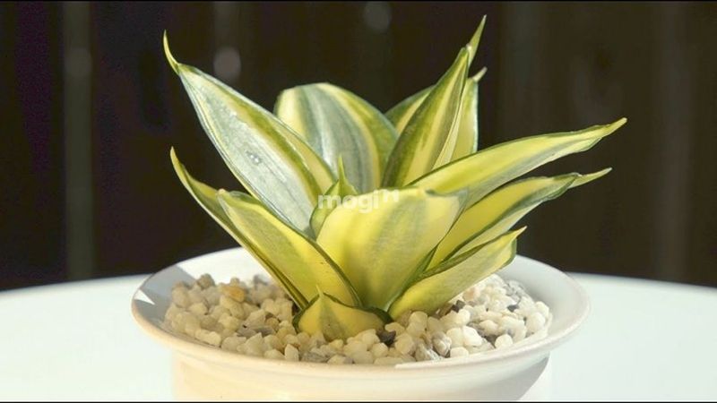 Cây lưỡi hổ viền vàng phù hợp cho người mệnh Thổ