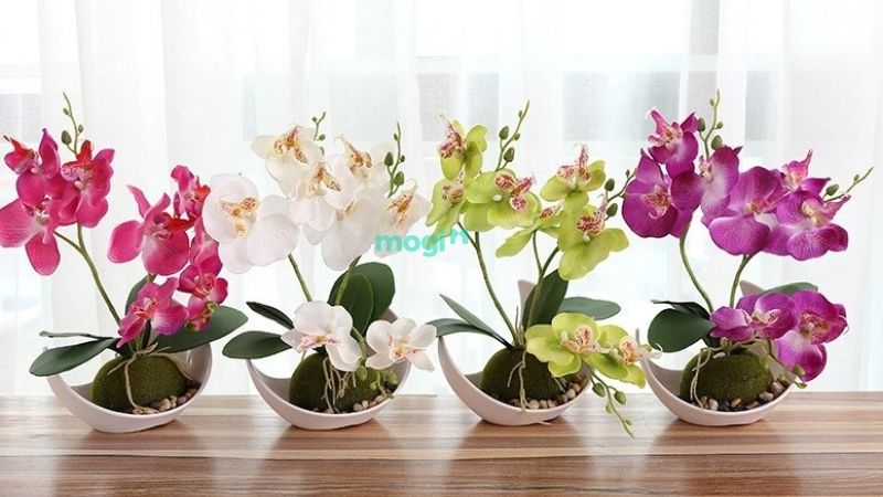 Cây Lan Hồ Điệp - đa dạng màu sắc cho người mệnh Thổ
