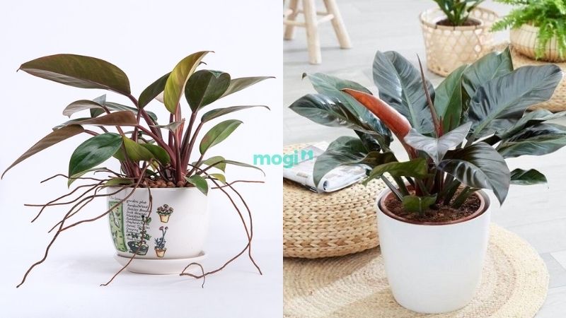 Trầu Bà Đế Vương đỏ - loài cây mang lại vận may và tài lộc