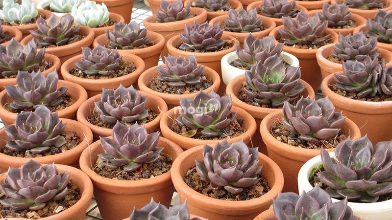 Cây sen đá nâu có sức hút với gam màu tím và trầm mặc