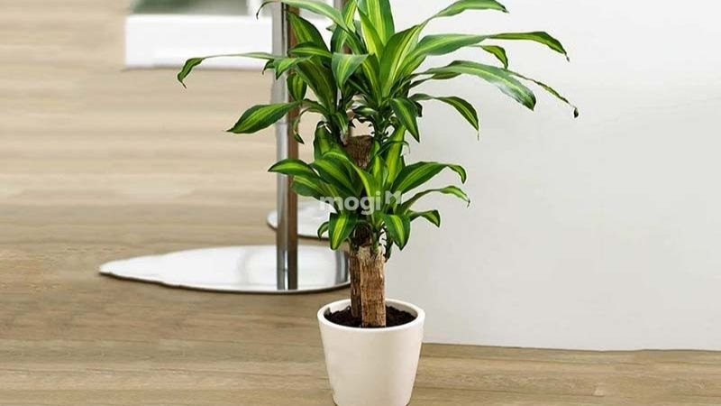 Cây Thiết Mộc Lan Kiểng phù hợp cho cả người mệnh mộc và mệnh thổ