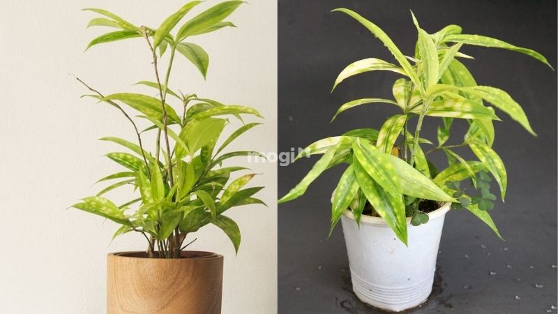 Một trong câu trả lời cho mệnh thổ hợp cây gì thì đó là trúc nhật vàng