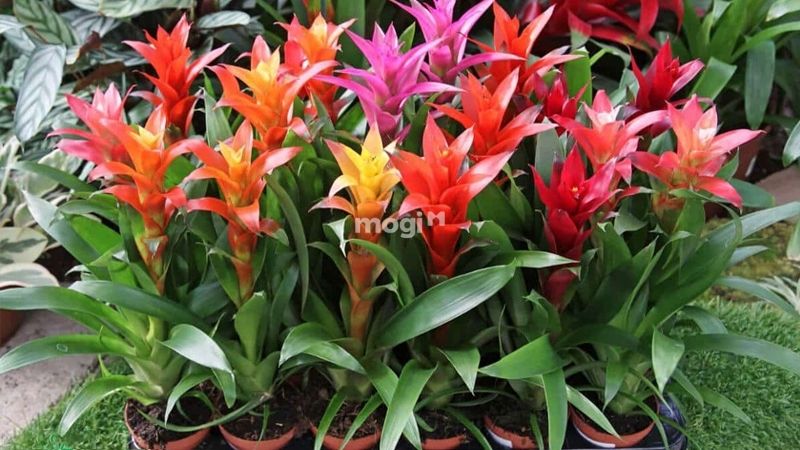 Phong Lộc Hoa là cây cảnh thuộc họ dứa