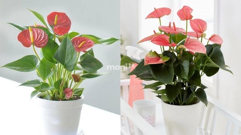 Hồng môn là loài cây hợp với người mệnh Hỏa và mệnh thổ