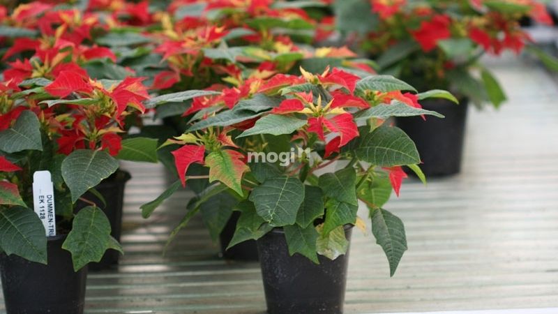 Cây Trạng Nguyên được cho là sự lựa chọn ưu tiên để mang may mắn và thịnh vượng